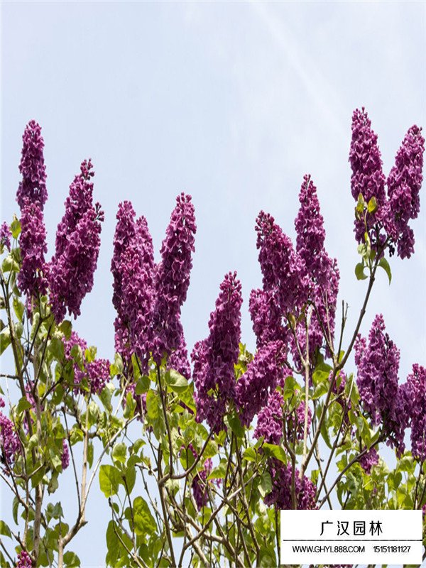 叢生丁香的培育、種植和病蟲防治(圖4)