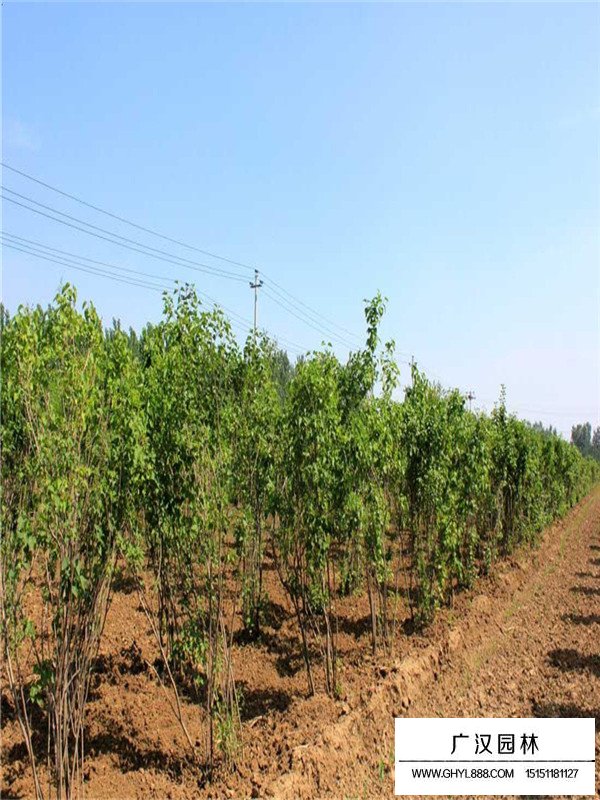 叢生丁香的種類及習(xí)性(圖1)