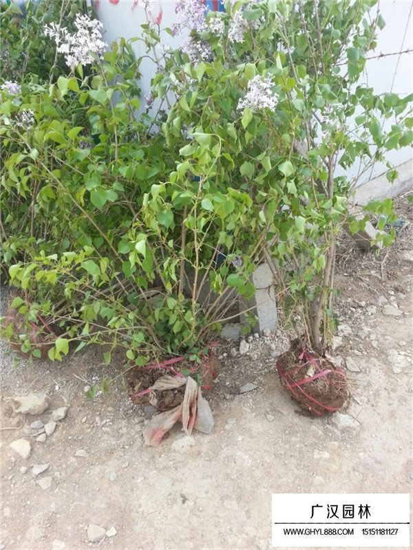 叢生丁香的種類及習(xí)性(圖3)