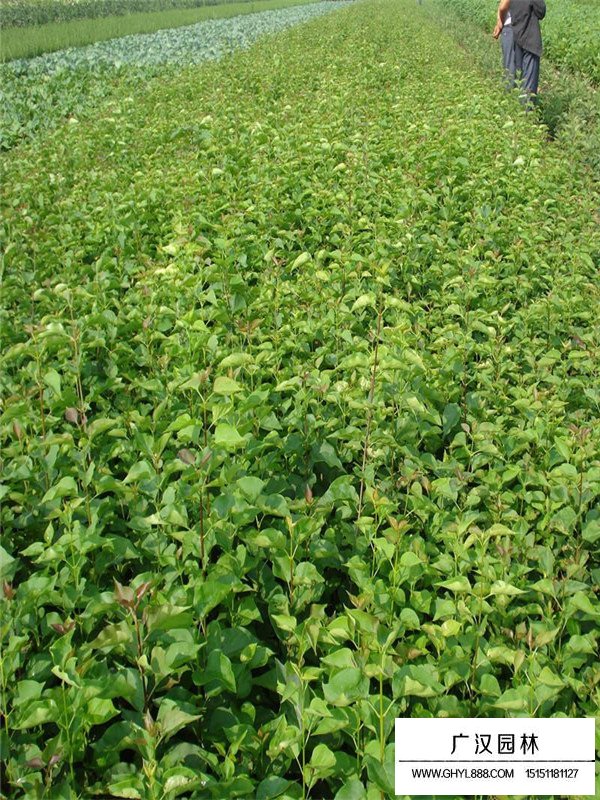 叢生丁香的種類及習(xí)性(圖4)