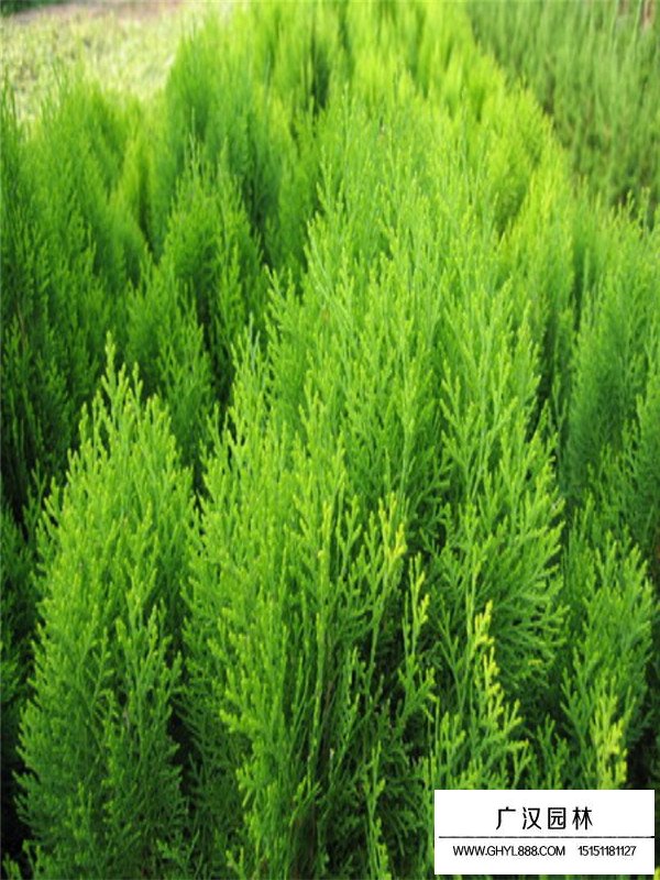 灑金柏繁殖方法(圖1)