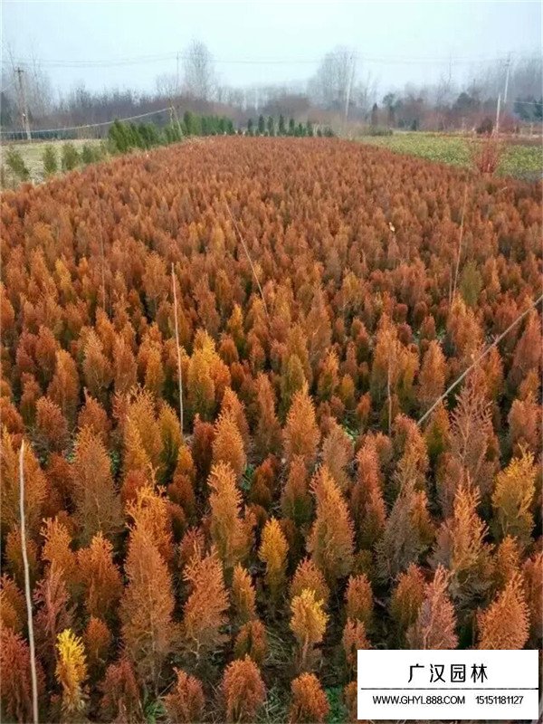 灑金柏的種植方法(圖2)