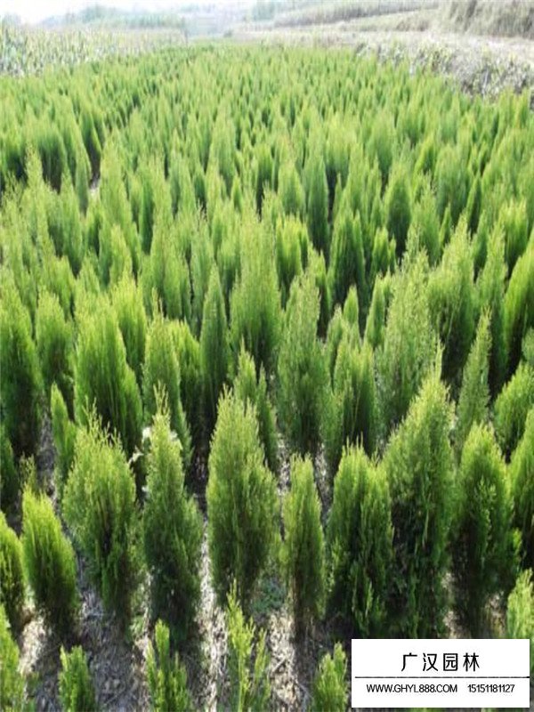 灑金柏簡(jiǎn)介(圖2)