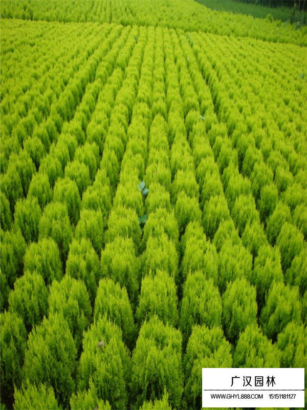 灑金柏與黃金柏區(qū)分(圖1)