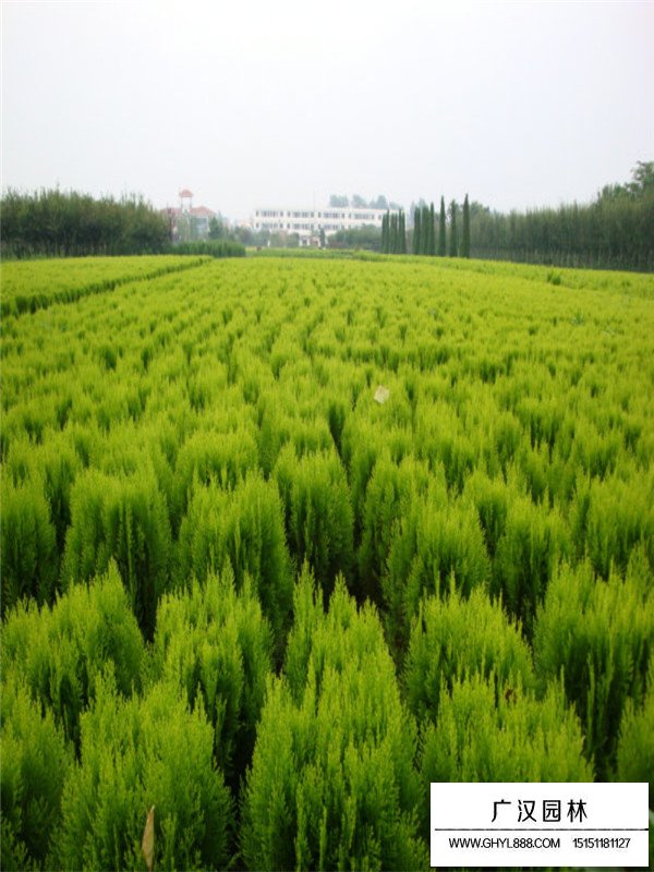 灑金柏與黃金柏區(qū)分(圖2)