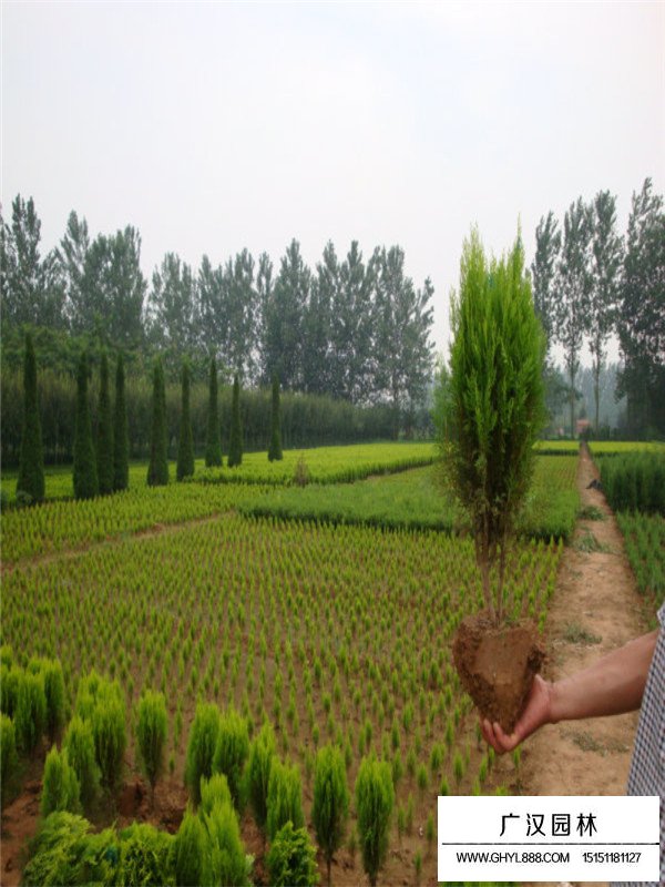 灑金柏與黃金柏區(qū)分(圖4)