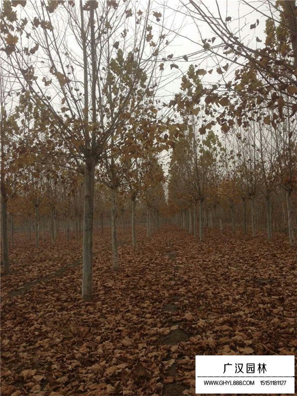 法桐樹特點介紹(圖2)