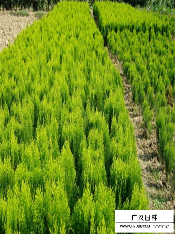 怎么養(yǎng)護(hù)灑金柏盆景(圖4)