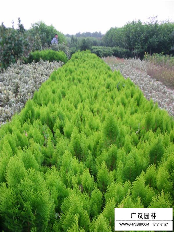 該如何養(yǎng)護(hù)灑金柏盆景(圖4)