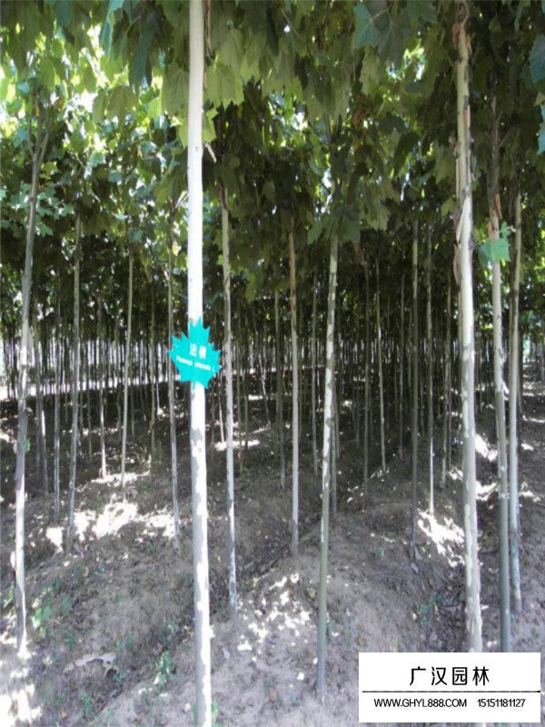 法桐樹施肥技術(shù)相關(guān)介紹(圖4)