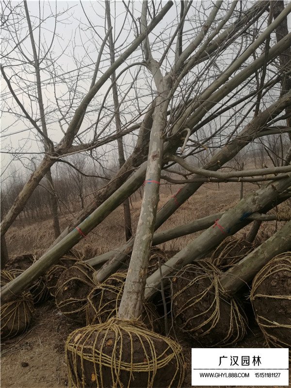 法桐樹的整形修剪技術(shù)(圖1)