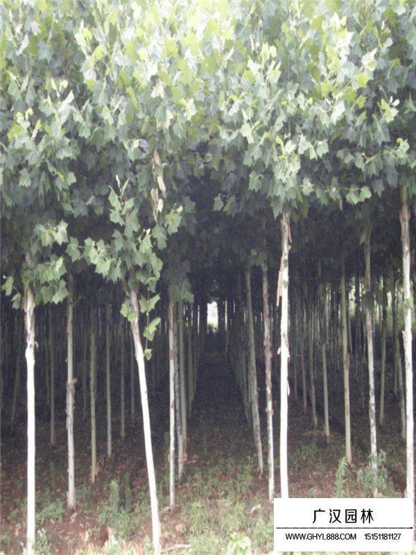 法桐樹的整形修剪技術(shù)(圖2)