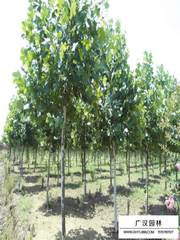 如何分辨法桐與梧桐和泡桐(圖3)