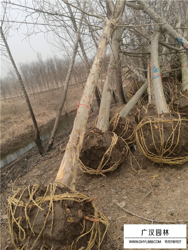 法桐樹的修剪及用途(圖4)