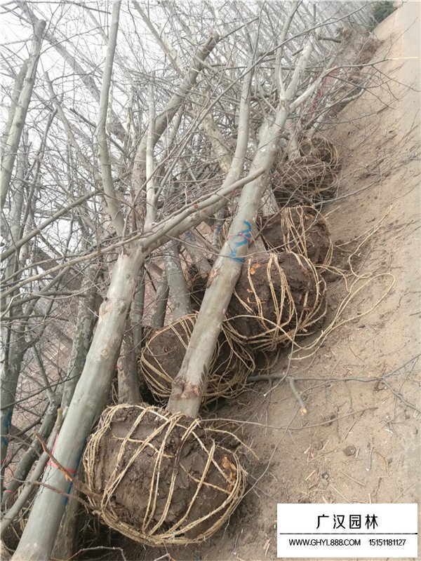 法桐樹的修剪及用途(圖2)