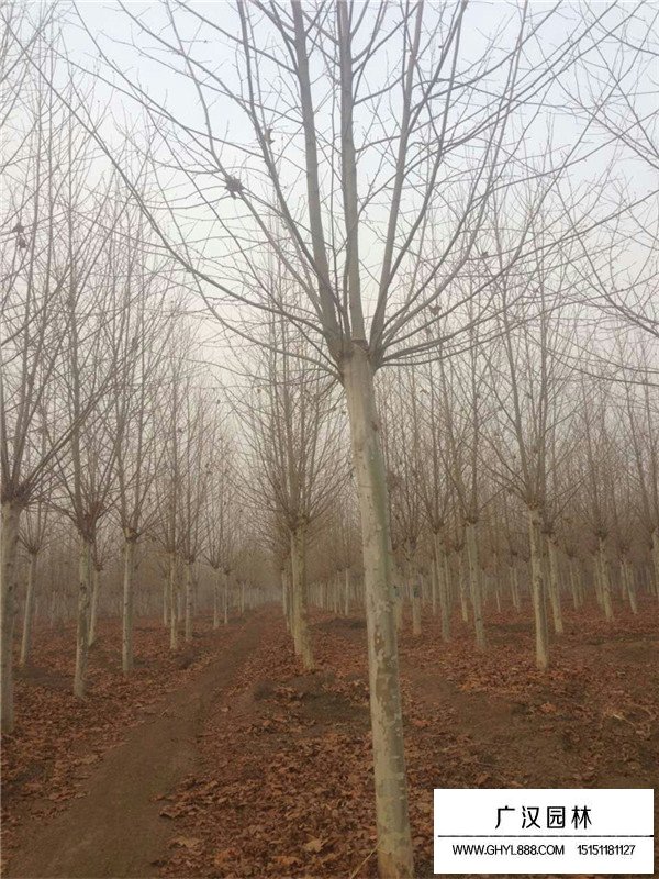 法桐樹的扦插種植技術(shù)(圖2)