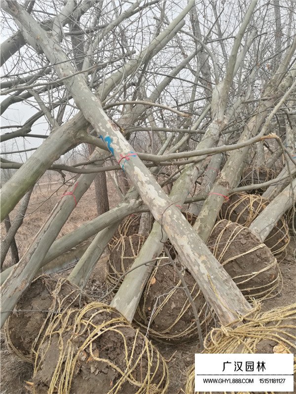 法桐樹的扦插種植技術(shù)(圖3)