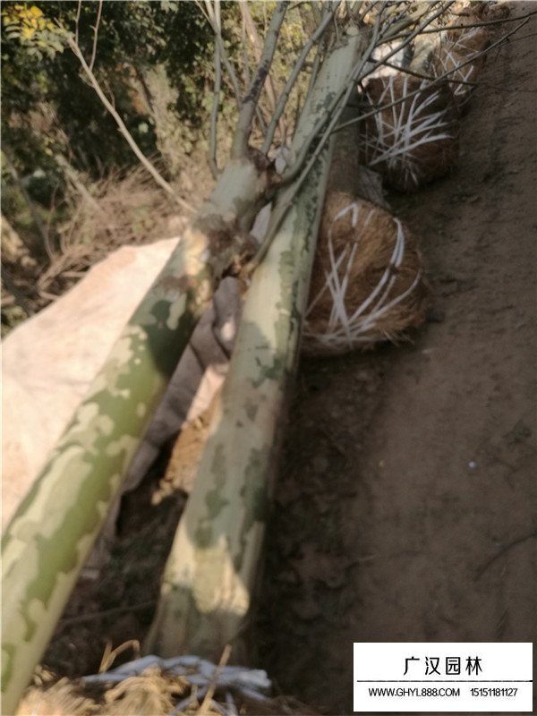 法桐樹的扦插繁衍技術(shù)(圖1)