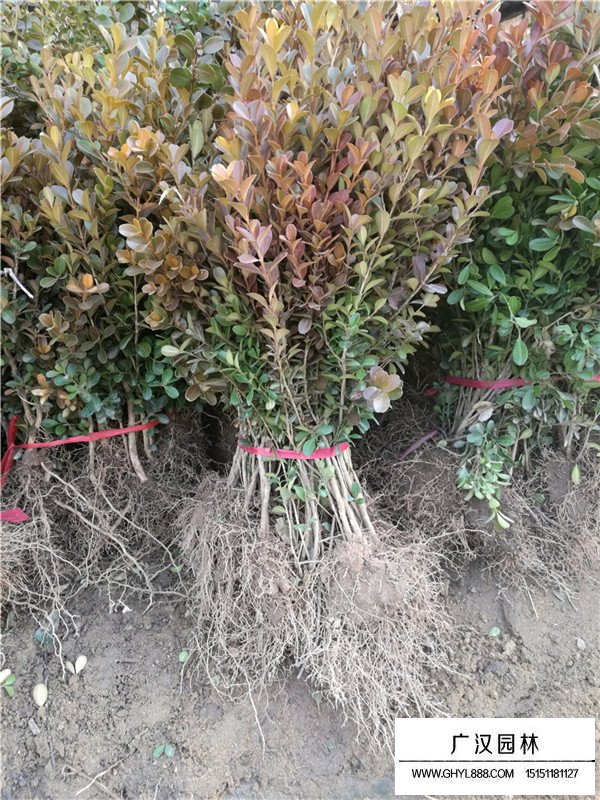 瓜子黃楊苗基本介紹(圖1)