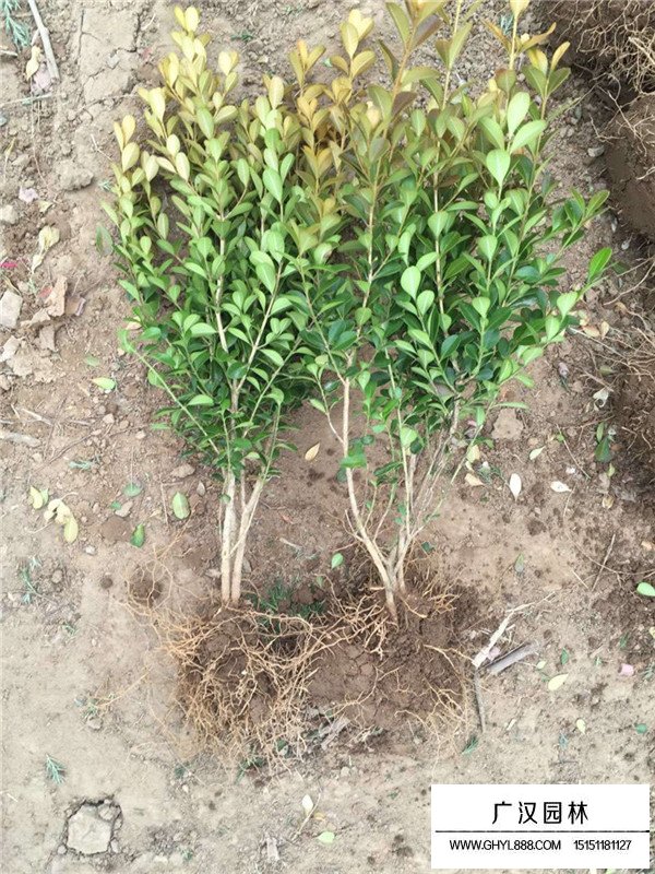 瓜子黃楊苗介紹(圖2)