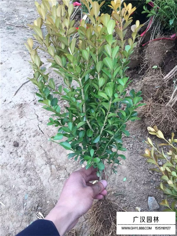 瓜子黃楊苗病蟲害防治(圖2)