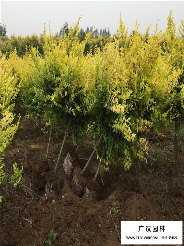 灑金柏價(jià)值與栽培技術(shù)(圖3)