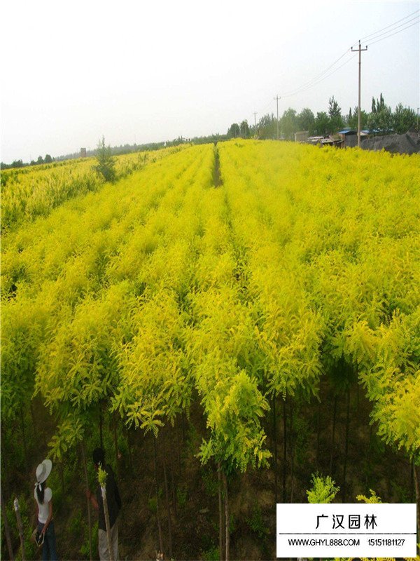 灑金柏的栽培技術(shù)(圖3)