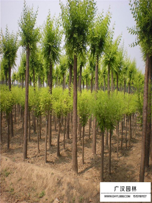 灑金柏價(jià)值與栽培技術(shù)(圖4)