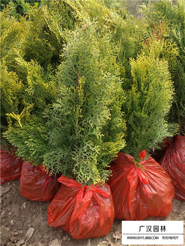 灑金柏扦插和播種兩種方法的區(qū)分(圖1)