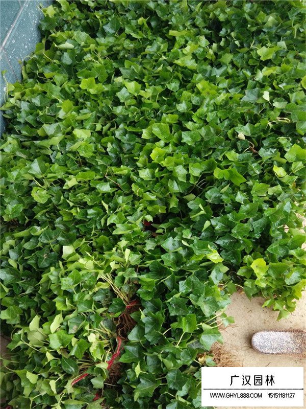 常春藤葉子發(fā)黃怎么辦(圖3)