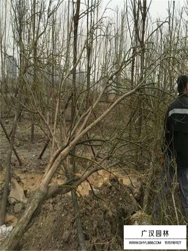 國槐和洋槐有什么區(qū)別(圖1)