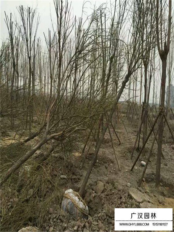 國槐和洋槐有什么區(qū)別(圖4)