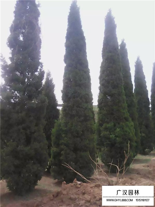 塔柏的作用價(jià)值(圖4)