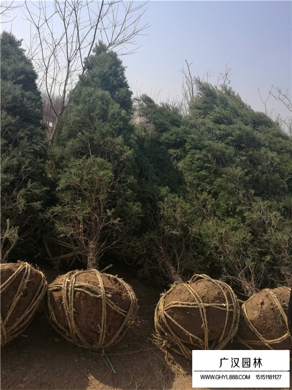 塔柏繁殖方法(圖2)