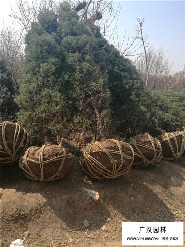 怎么樣制作塔柏盆景(圖1)