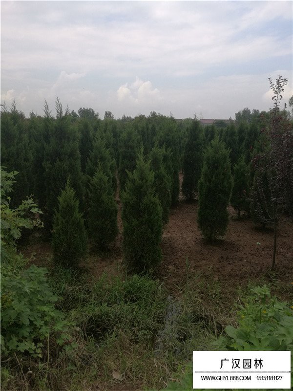 怎么樣制作塔柏盆景(圖3)