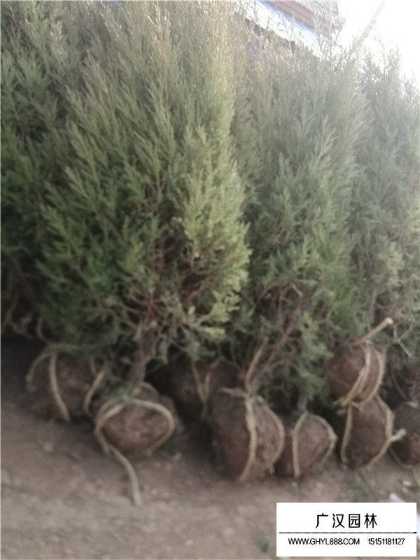 怎么制作塔柏盆景(圖2)