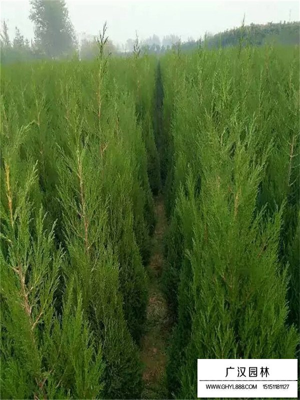 怎么制作塔柏盆景(圖4)