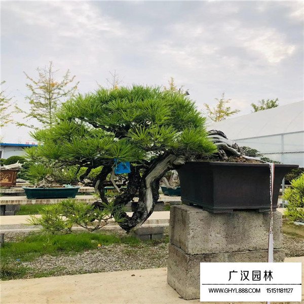 黑松盆景寓意(圖2)