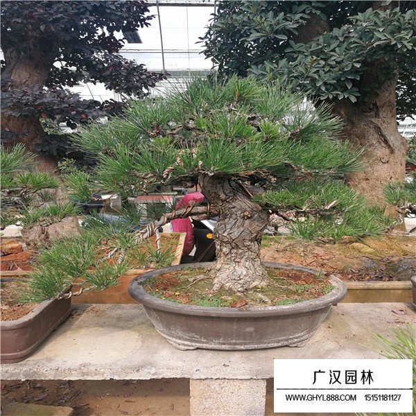 黑松盆景養(yǎng)護方法(圖3)