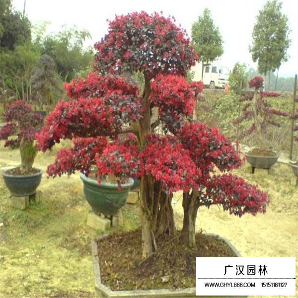 紅花繼木風(fēng)水禁忌(圖1)
