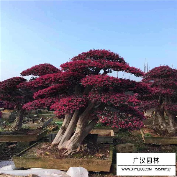 紅花繼木風(fēng)水禁忌(圖2)