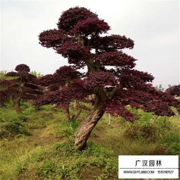 紅花繼木風(fēng)水禁忌(圖3)