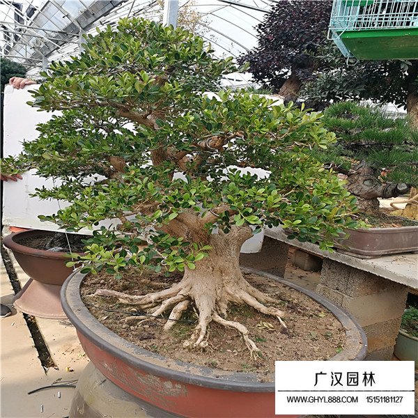 黃楊盆景葉子噴水好嗎(圖3)