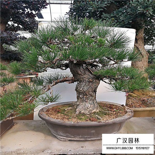 如何制作黑松盆景(圖1)