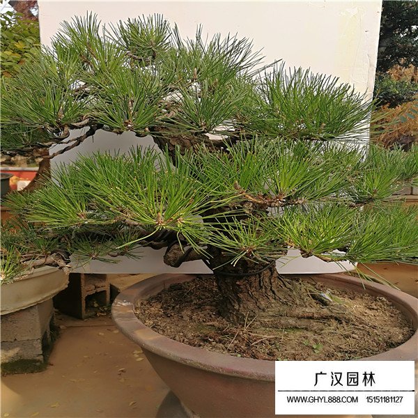 如何制作黑松盆景(圖3)