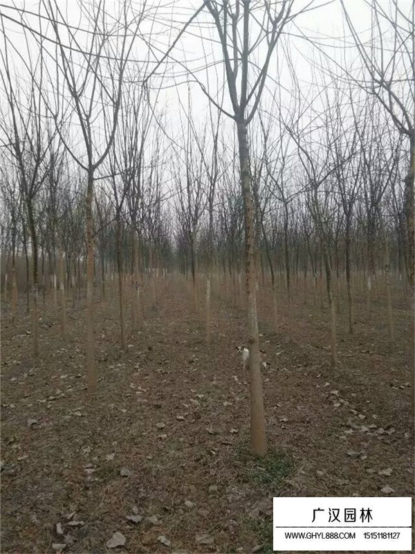 國槐育苗基地(圖1)