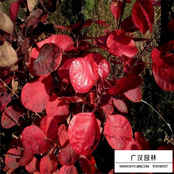 紅端木價值(圖1)