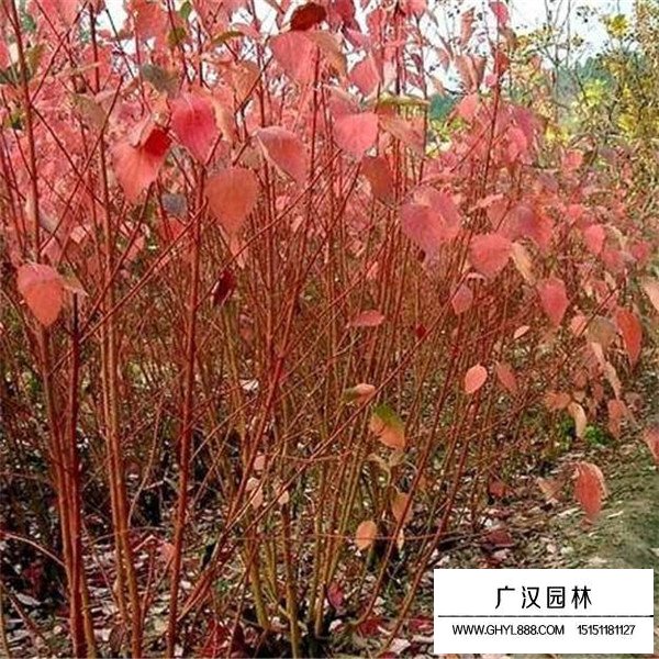 紅端木價值(圖2)