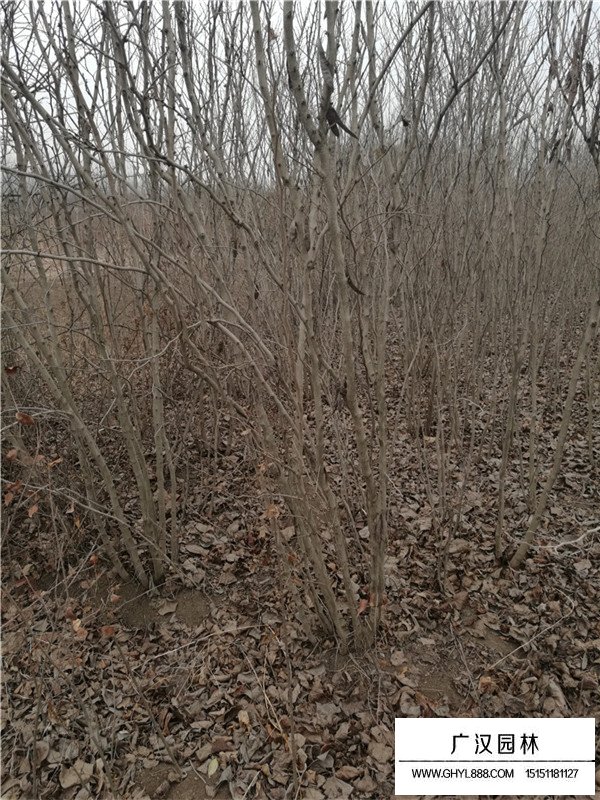 2020年叢生紫荊的最新價(jià)格(圖2)